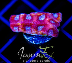 JF WHITE ZOMBIE FAVIA