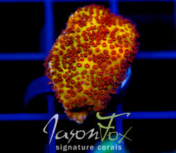 JF BURNIN  BANANA STYLO