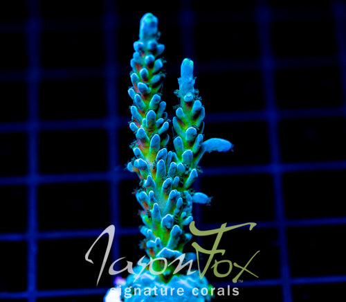 JF LEMONGRASS ACRO XL FRAG