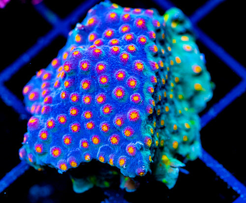 JF BUZZ KILL CYPHASTREA