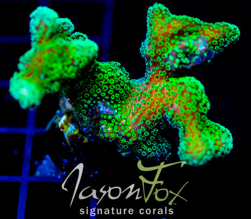 JF RADIO ACTIVE STYLO XL FRAG