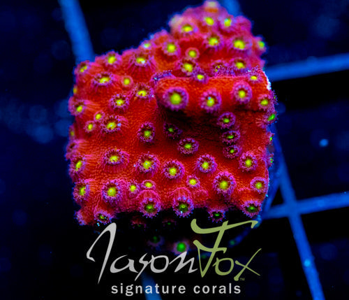 BLING BLING CYPHASTREA