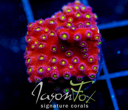 BLING BLING CYPHASTREA