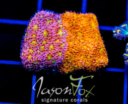 IJAM SPLIT DECISION LITHO