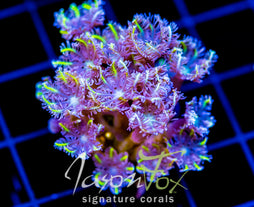 TSA LEMON LAZERS CLOVES