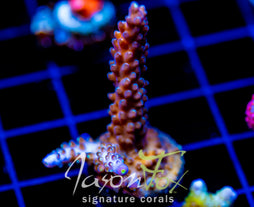 JF COOLERS CHAMPAGNE ACRO