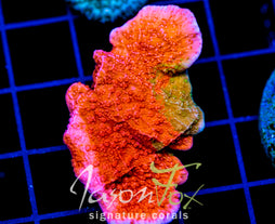 WWC GRAFTED MONTI CAP XL FRAG