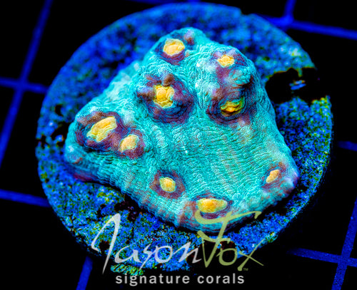 JF SUNNY SIDE CHALICE