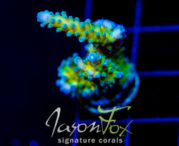 JF FRANKIES SKY HIGH STAG