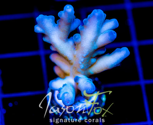 JF SNOW BLIND ACRO XL FRAG