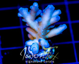 JF SNOW BLIND ACRO XL FRAG