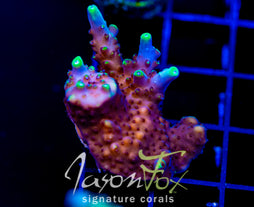 GB EL CANDLEABRA ACRO XL FRAG