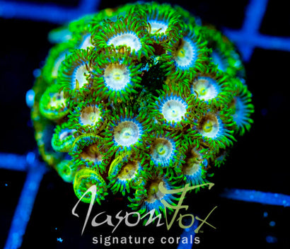 CC LAZER LEMONS ZOAS