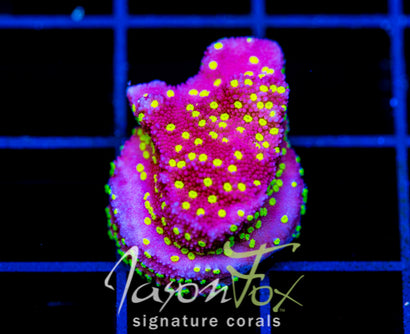 JF YELLOW FEVER MONTI