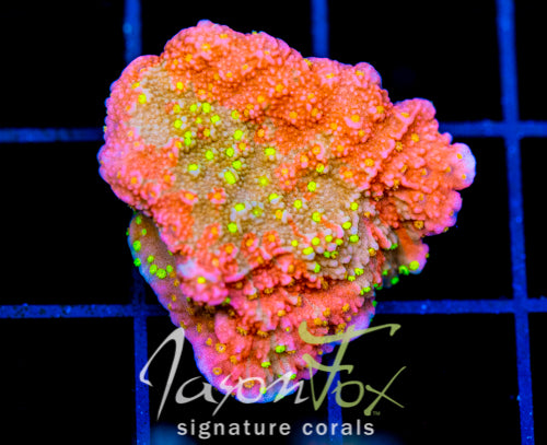 JF GRAFTED SUN MONTI