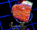 JF KALEIDOSCOPE GONI