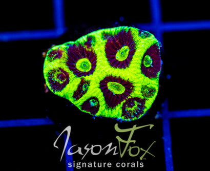 JF GLOW STICKS FAVIA