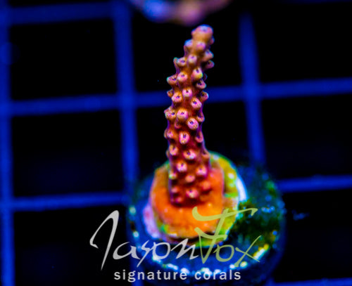 RR PINK CADILLAC ACRO