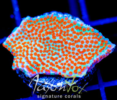 JF REVERSE SUNSET MONTI