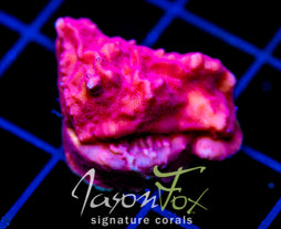 JF RASPBERRY ICE LEPTO