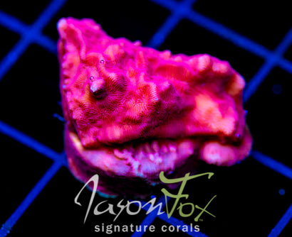 JF RASPBERRY ICE LEPTO