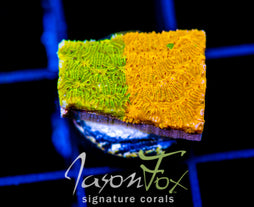 IJAM ECTO COOLER LITHO