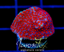 JF COLLISION COURSE PORITES