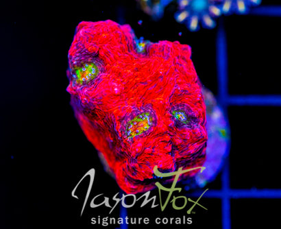 JF PINK BOOBIES CHALICE