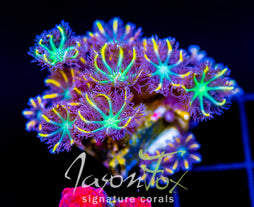 JF YELLOW INFUSED RAINBOW CLOVES