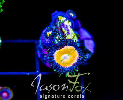 JF SOUTHERN GIRLS PALYS