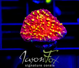 JF GOLD MEISTER CHALICE