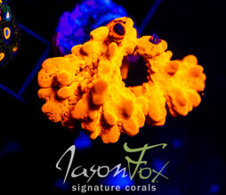 JF BLACK LIGHT SETOSA XL FRAG