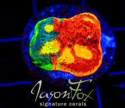 JF RAINBOW RESURECTION CHALICE