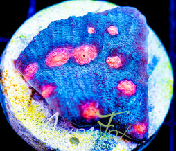 JF HALLOWEEN CHALICE