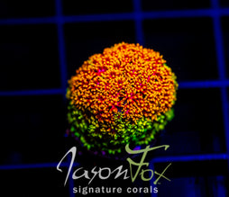 TSA LAFFY TAFFY GONI