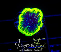 JF GREEN GLOW DIASERIS PLATE