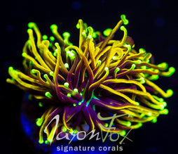 JF SWAZY CRAZY TORCH