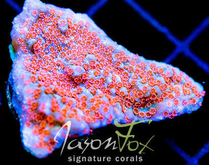 GB SEVEN HEAVENS MONTI