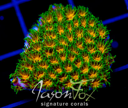 JF JOHN DEERE LEPTASTREA