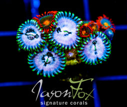 JF GOLDEN GIRLS COMBO