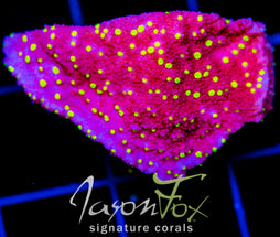 JF YELLOW FEVER MONTI