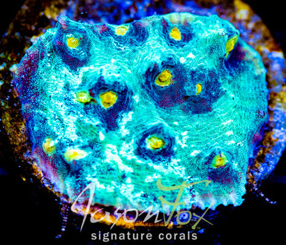 JF SUNNY SIDE CHALICE