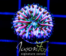 JF CANDY CANE FUNGIA