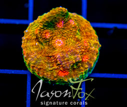 OG MUMMY EYE CHALICE