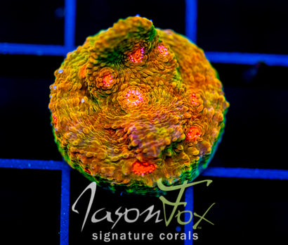 OG MUMMY EYE CHALICE