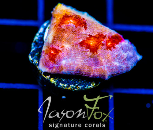 JF GOLDEN GALAXY CHALICE