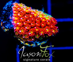 JF KALEIDOSCOPE GONI