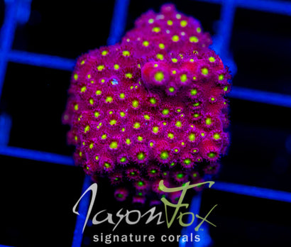 BLING BLING CYPHASTREA