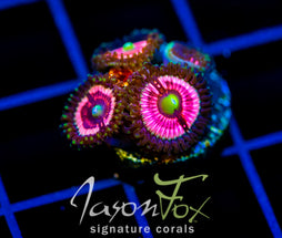 JF DAISY DUKES PALYS