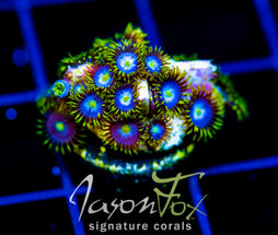 JF SKY BLUES ZOAS